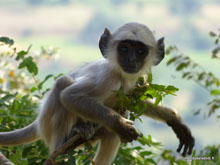 Langur - Pushkar - Inde